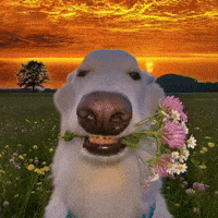 200.gif